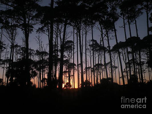 Wall Art - Photograph - Sunset thru the Pines II by Lora Duguay