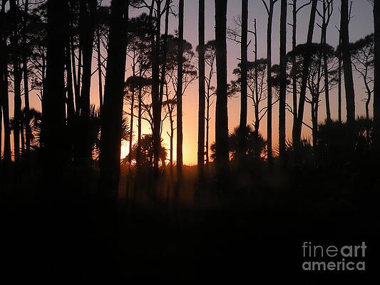 Wall Art - Photograph - Sunset Thru the Pines III Port St Joseph Peninsula by Lora Duguay