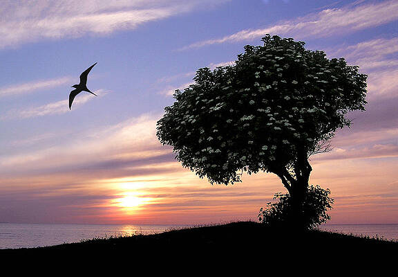 Sunset Tree of Tranquility by Dreamland Media Sunset Tree of Tranquility by Dreamland Media