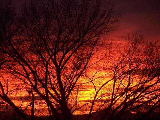  Photograph - Sunset Tree by Jennifer Allen
