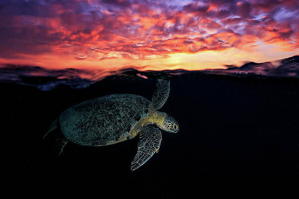 Wall Art - Photograph - Sunset Turtle by Barathieu Gabriel