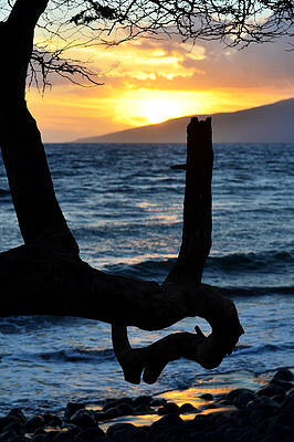 Photograph - Sunset with tree by Debra Casey