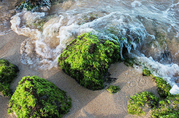 Wall Art - Photograph - Surf Breaks On The Shore On Moss by Robert L. Potts