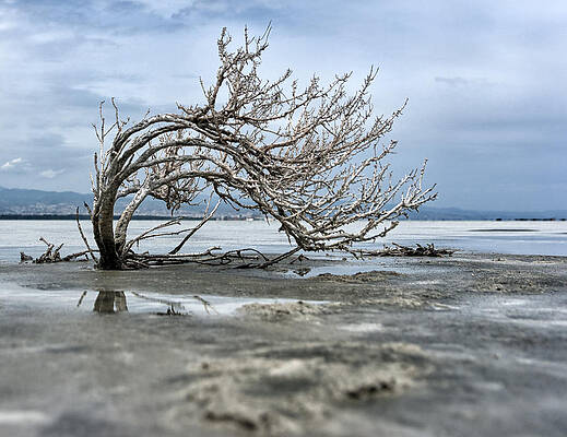 A smal giant bush by Mike Santis A smal giant bush by Mike Santis