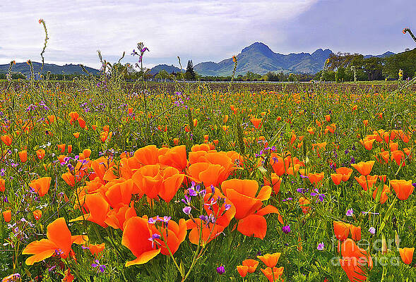 Sutter Buttes and Poppies by Michelle Zearfoss