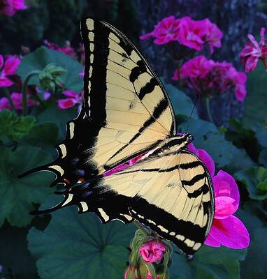 Swallowtail Butterfly by Kate Gibson Oswald Swallowtail Butterfly by Kate Gibson Oswald
