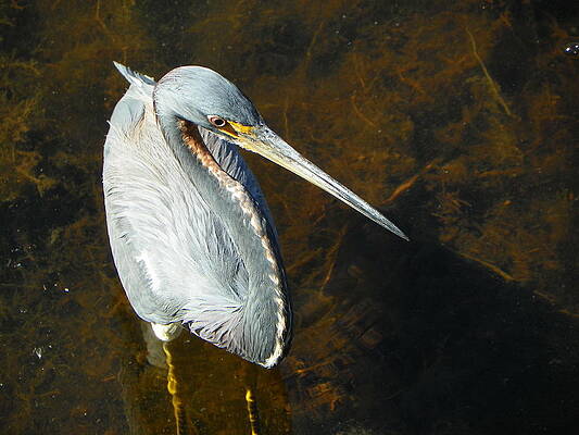 Swamp Bird by Steven Schroll