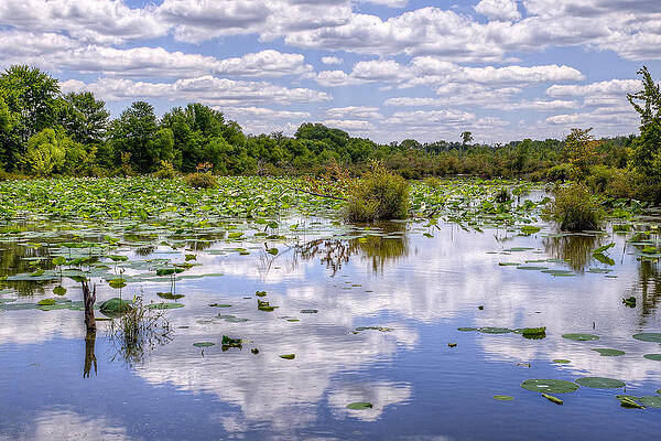 Wall Art - Photograph - Swamp Cloud Reflections by Brett Engle