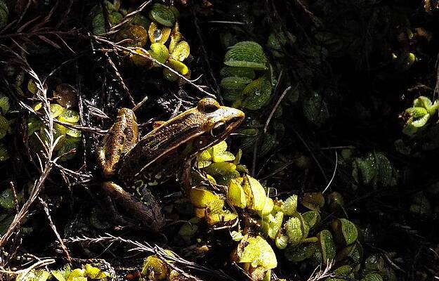 Wall Art - Photograph - Swamp Frog by Peggy King