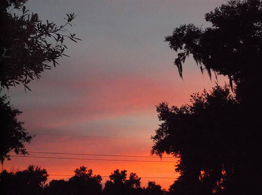 Swamp Sky by Jeanny Gaal