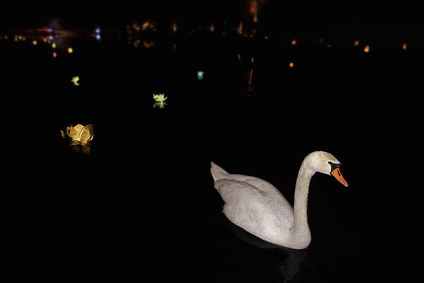 Wall Art - Photograph - Swan Song - Flower Lanterns by Jason Politte