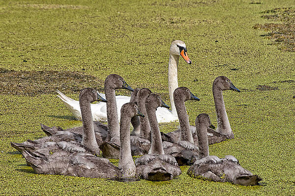 Swans family by Mike Santis Swans family by Mike Santis