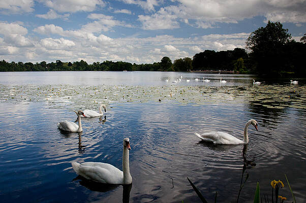 Wall Art - Photograph - Swans in foreground at Ellesmere Lake by Steven Heap