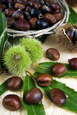 Wall Art - Photograph - Sweet Chestnuts (castanea Sativa by Nico Tondini