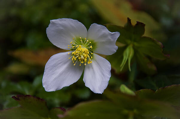 Wall Art - Photograph - Sweet-Mock Orange blossom by Flees Photos