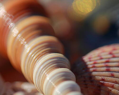 Wall Art - Photograph - Swirls and Seashells by Angela Murdock