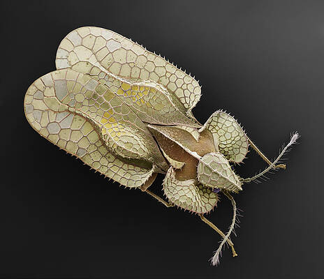 Wall Art - Photograph - Sycamore Lace Bug Sem by Albert Lleal