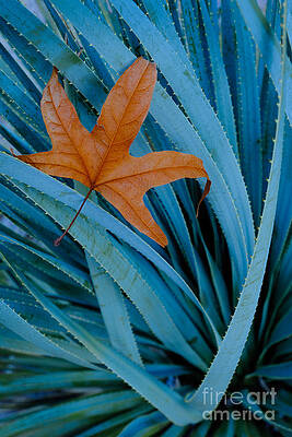 Wall Art - Photograph - Sycamore Leaf And Sotol Plant by John Shaw