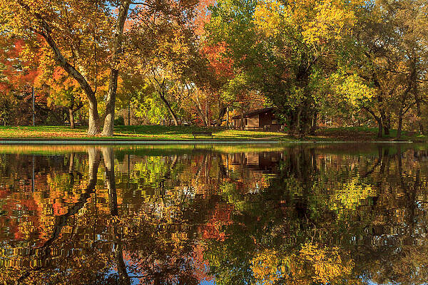 Sycamore Reflections by James Eddy Sycamore Reflections by James Eddy
