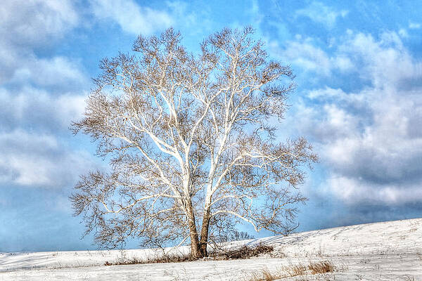 sycamore winter by Jaki Miller sycamore winter by Jaki Miller