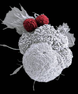 Wall Art - Photograph - T Cells Attacking Cancer Cell by Science Photo Library