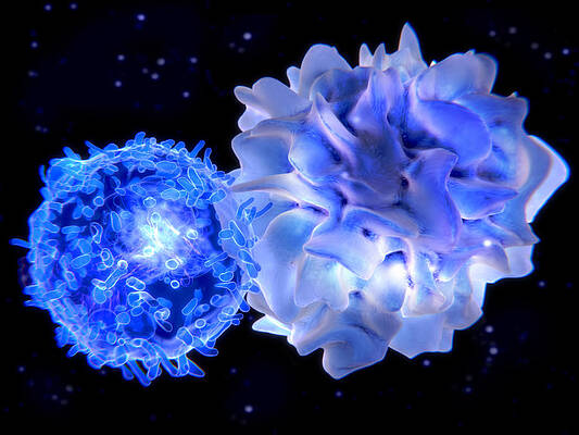 Wall Art - Photograph - T-lymphocyte Interacting With An by Juan Gaertner