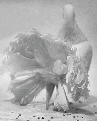 Wall Art - Photograph - Tail Feathers Of A Pigeon by Erwin Blumenfeld