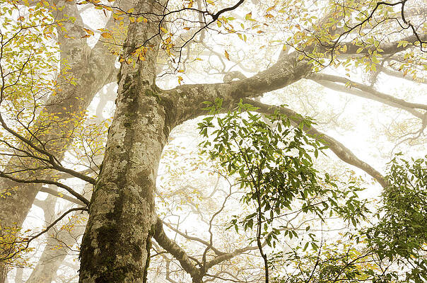 Taiwan Beech With Mist Print by Vii-photo