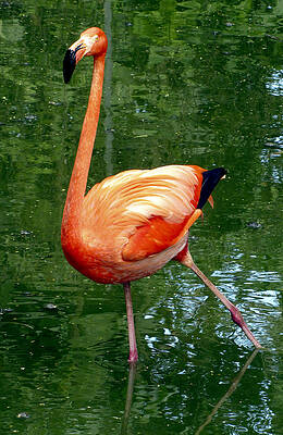Wall Art - Photograph - Pink Flamingo Takes a Stand by Bob Slitzan