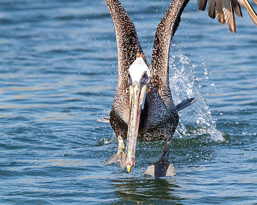 Take Off by Steve Kaye Take Off by Steve Kaye