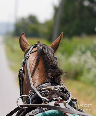 Taking a Ride by Terry Weaver