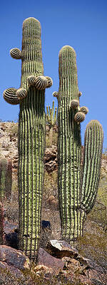 Cactus Wall Art featuring the photograph Tall Cacti by Kelley King