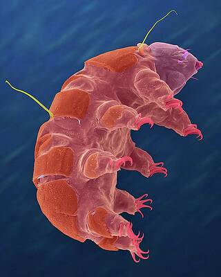 Wall Art - Photograph - Tardigrade (echiniscus Sp.) by Science Photo Library