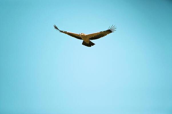 Wall Art - Photograph - Tawny Eagle In Flight by Science Photo Library
