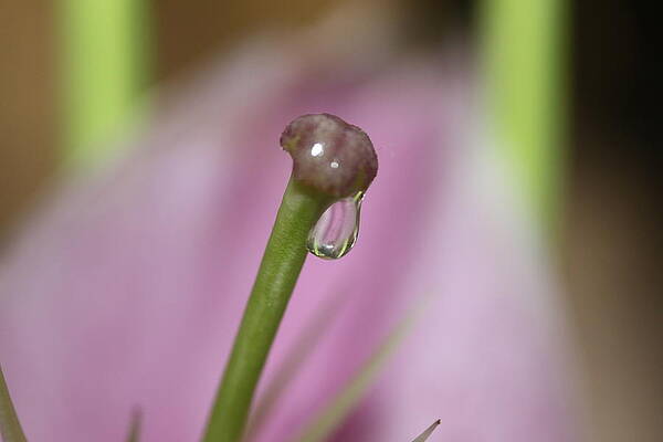 Teardrop by Nancy Hepting