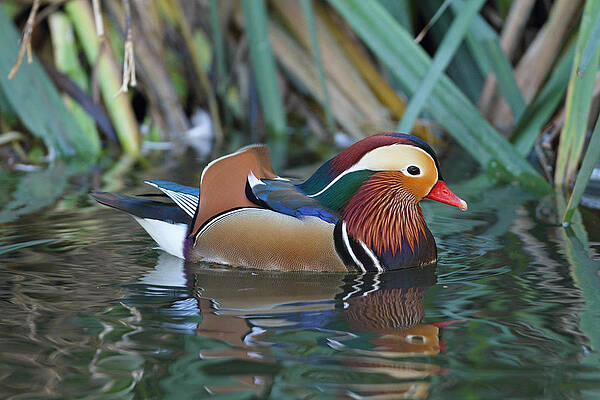 Wall Art - Photograph - Technicolor Duck by Steve Wolfe