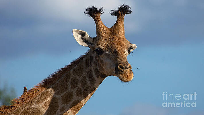 Teen giraffe with a style by Mareko Marciniak Teen giraffe with a style by Mareko Marciniak