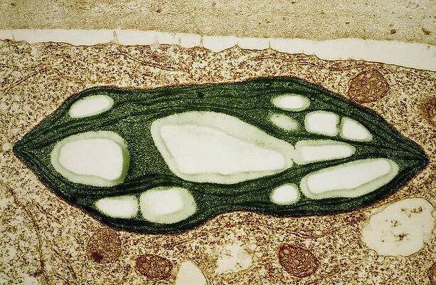 Wall Art - Photograph - Tem Of A Chloroplast From A Moss by Science Photo Library