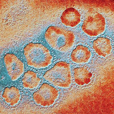 Wall Art - Photograph - Tem Of A Cluster Of Corona Viruses by Science Photo Library