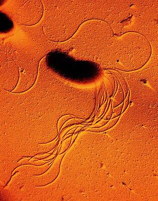Wall Art - Photograph - Tem Of Bacterium Pseudomonas Fluorescens by Science Photo Library
