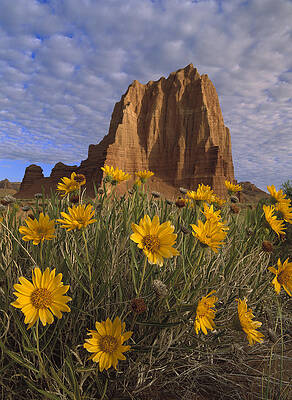 Wall Art - Photograph - Temple Of The Sun With Sunflowers by Tim Fitzharris