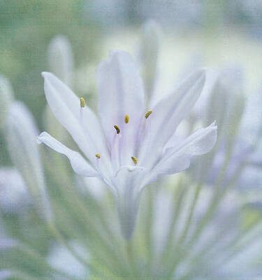 Wall Art - Photograph - Tenderly by Kim Hojnacki