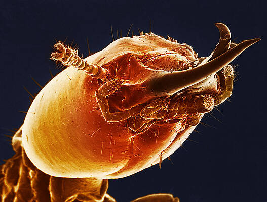 Wall Art - Photograph - Termite Soldier, Sem by Science Source