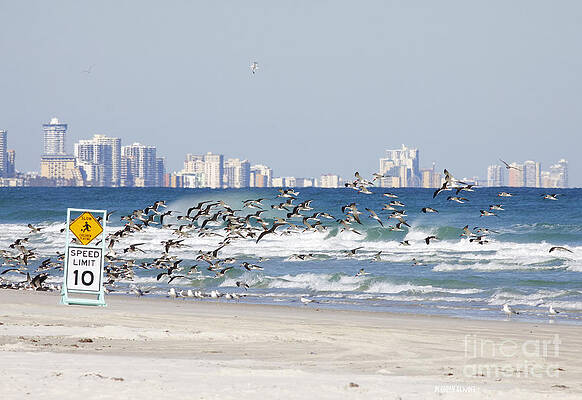 Wall Art - Photograph - Terns On The Move by Deborah Benoit