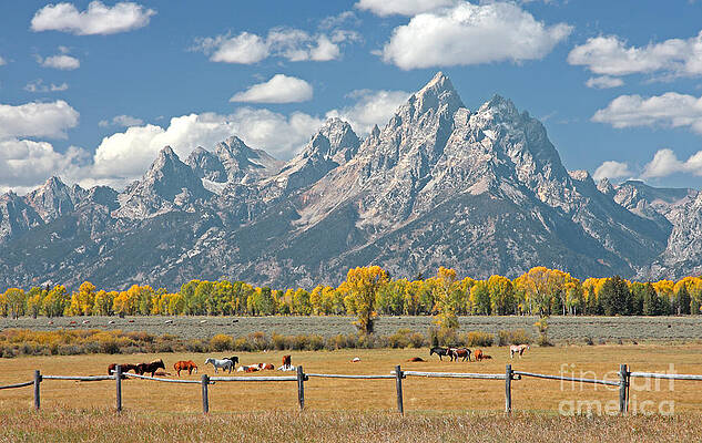 Wall Art - Photograph - Teton Range by Bill Singleton