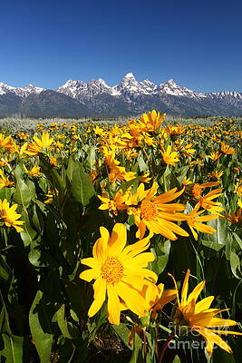 Wall Art - Photograph - Teton Spring by Bill Singleton