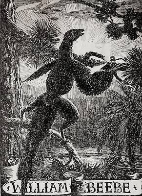 Wall Art - Photograph - Tetrapteryx Feathered Dinosaur by Science Photo Library