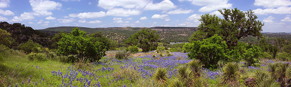 Texas Bluebonnets-003 by Mark Langford Texas Bluebonnets-003 by Mark Langford
