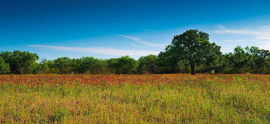 Texas Hill Country Meadow by Darryl Dalton Texas Hill Country Meadow by Darryl Dalton