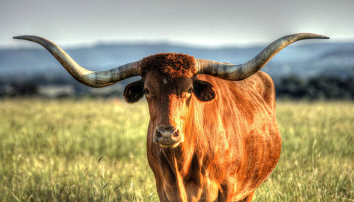 Texas Longhorn by Mark Langford Texas Longhorn by Mark Langford